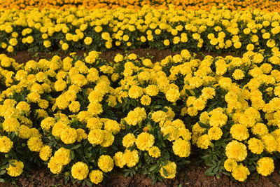 High angle view of yellow flowers on field