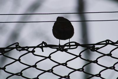 Low angle view of bird perching against sky