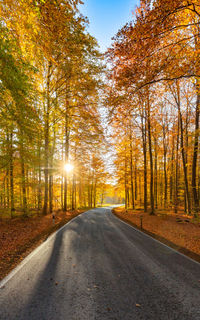 Road going through colorful autumn forest at sunset