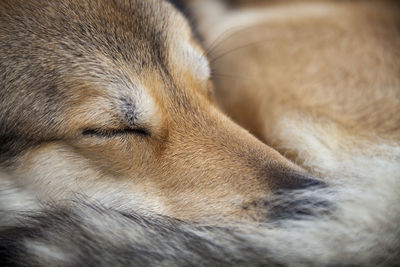 Close-up of dog sleeping