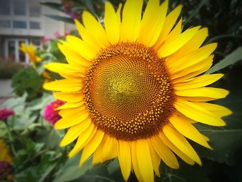 Close-up of sunflower