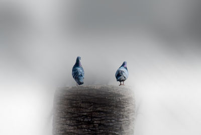 View of birds perching on wood