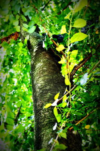 Low angle view of plants growing on tree