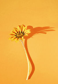 Flower on orange background