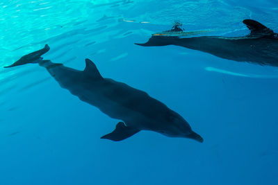 Fish swimming in sea