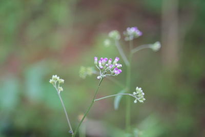 Close-up of purple flowering plant