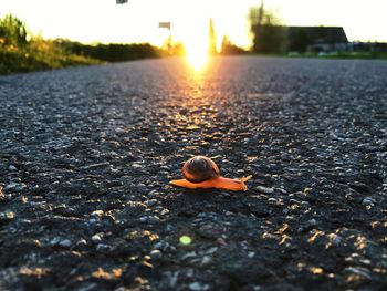 View of crab on road at sunset