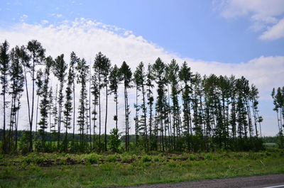 Pine trees on field against sky