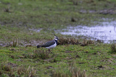 Bird on a field