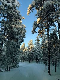 Low angle view of snow covered trees against sky