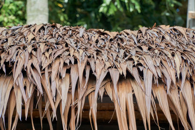 Close-up of dried plant on field