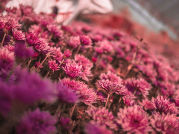 Close-up of pink flowering plants