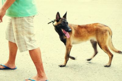 Low section of person standing with dog