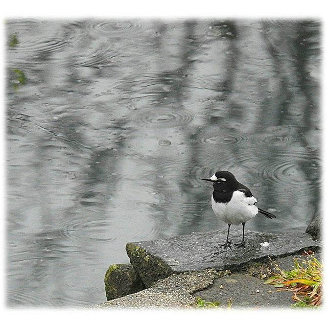 bird, animal themes, animals in the wild, wildlife, water, transfer print, lake, auto post production filter, one animal, duck, reflection, nature, rippled, swimming, high angle view, waterfront, outdoors, swan, day, no people