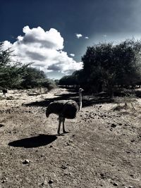 Horse standing on landscape against sky