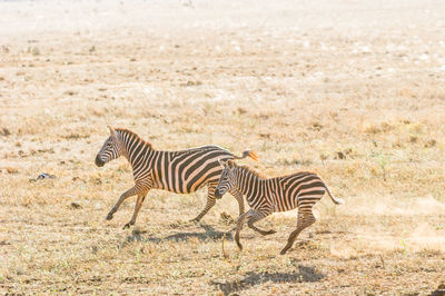 Zebra standing zebras