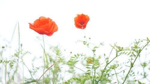 Close-up of red poppy flowers growing on field