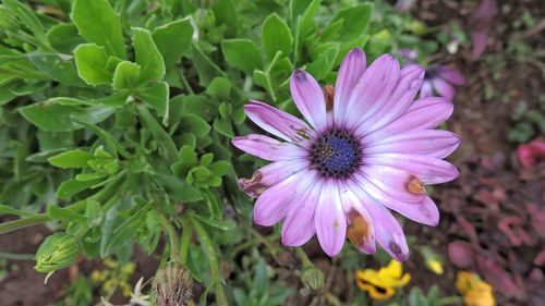 Close-up of purple flower