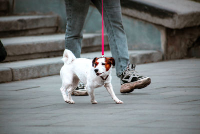 pet