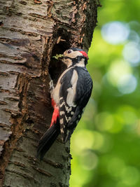 Close-up of bird perching on tree