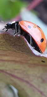 Close-up of ladybug on metal