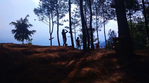 Trees in forest against sky