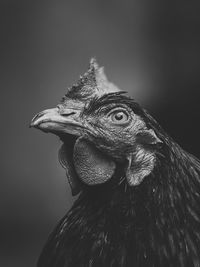 Close-up of a bird