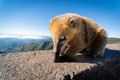 Lion looking away against mountain range