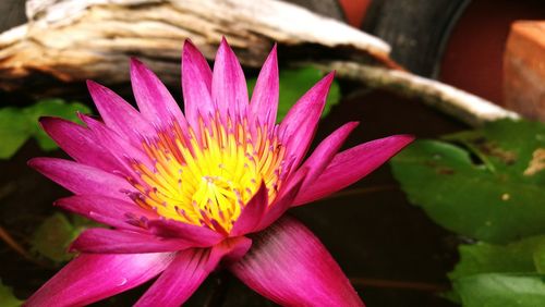 Close-up of pink flower