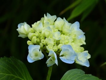 Close-up of flowers