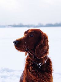 Dog looking away in snow