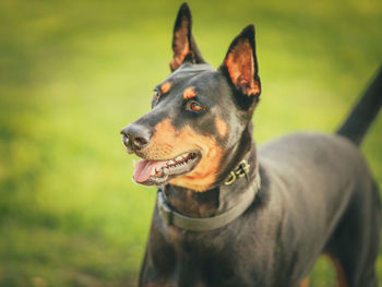 Close-up of dog looking away