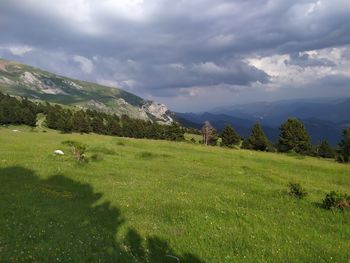 Scenic view of grassy field against sky