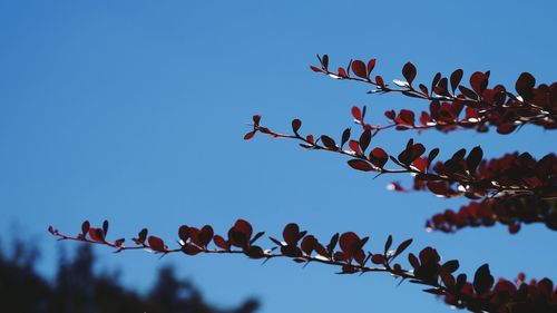 Low angle view of plant against clear sky