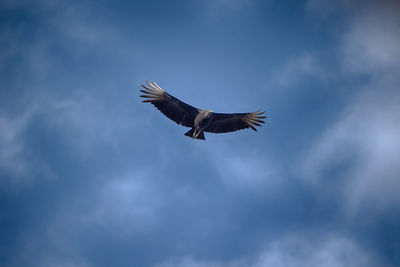 Low angle view of eagle flying in sky