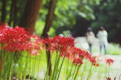 Close-up of red flowering plant