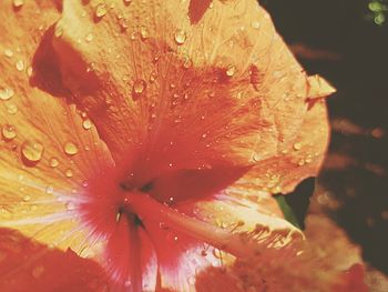 Full frame shot of wet orange flower