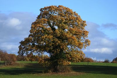 Tree on field against sky