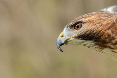 Close-up of hawk