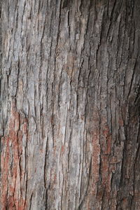 Close-up of tree trunk