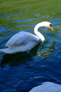 Swan floating on lake