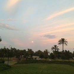 Palm trees on field against cloudy sky