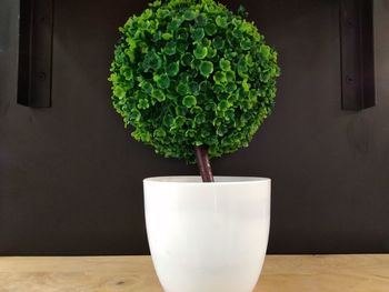 Close-up of potted plant on table