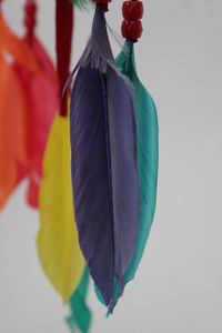 Close-up of multi colored flower over white background