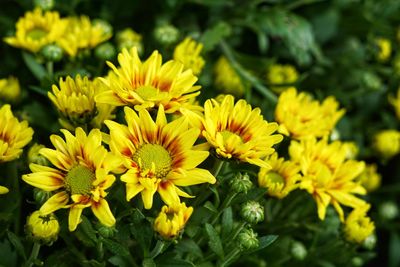 Close-up of yellow flowering plants