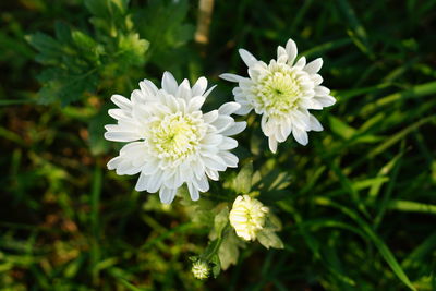Close-up of white flowering plant