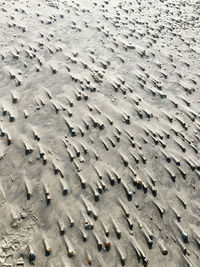 High angle view of shell tracks on sandy beach