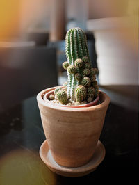 Close-up of potted plant on table at home