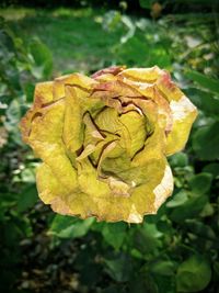 Close-up of yellow rose