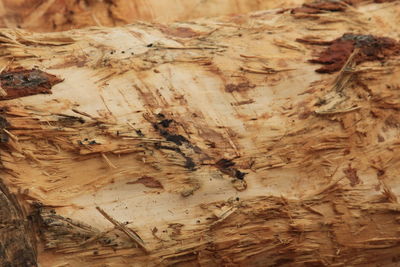 Full frame shot of tree trunk